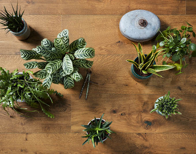 Echter Holzboden mit Pflanzen von oben fotografiert | Stuke Holz
