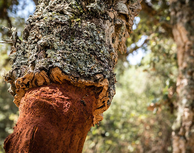 Nachhaltige Kork-Böden | Rinde eines Korkbaumes | Stuke Holz